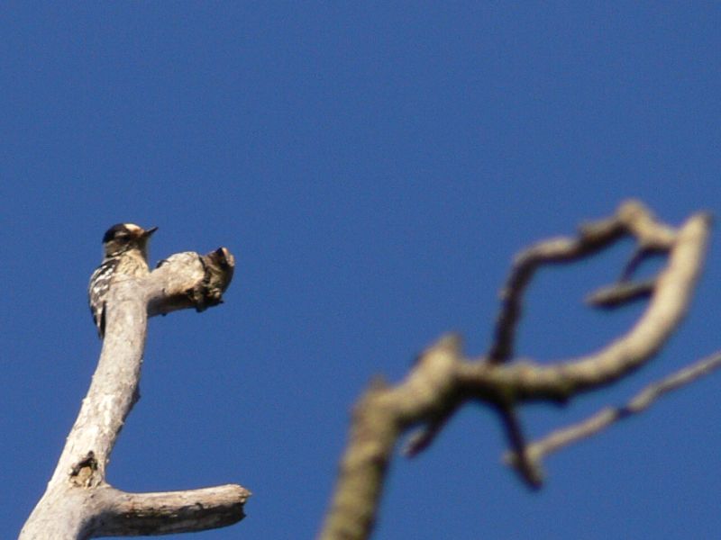 Picchio rosso minore (Dendrocops minor) femmina