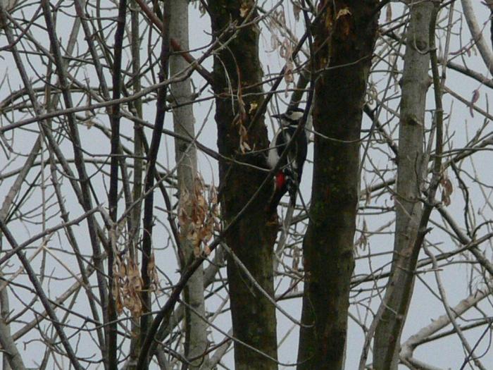 Picchio rosso maggiore - Dendrocopos major