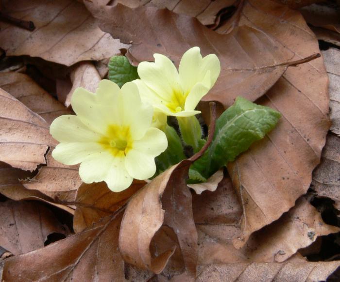 Primula vulgaris / Primula comune