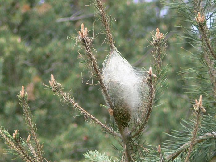 Traumatocampa (= Thaumetopoea) pityocampa