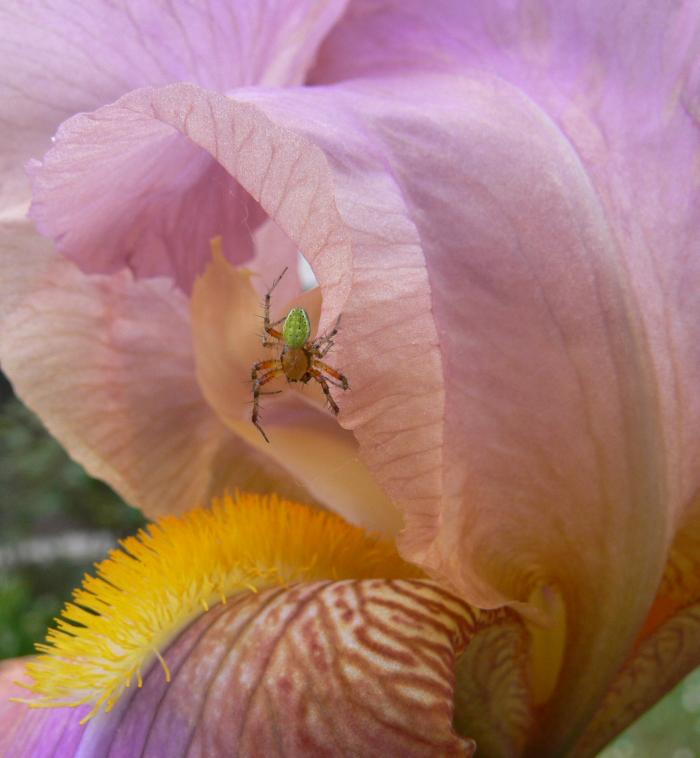 araniella opisthographa?