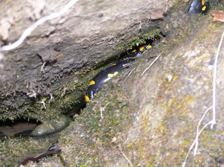 Salamandra salamandra in letargo
