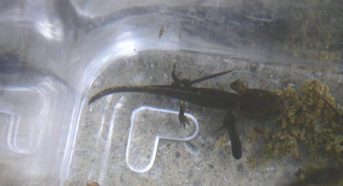 consigli urgenti x larve di Salamandra salamandra