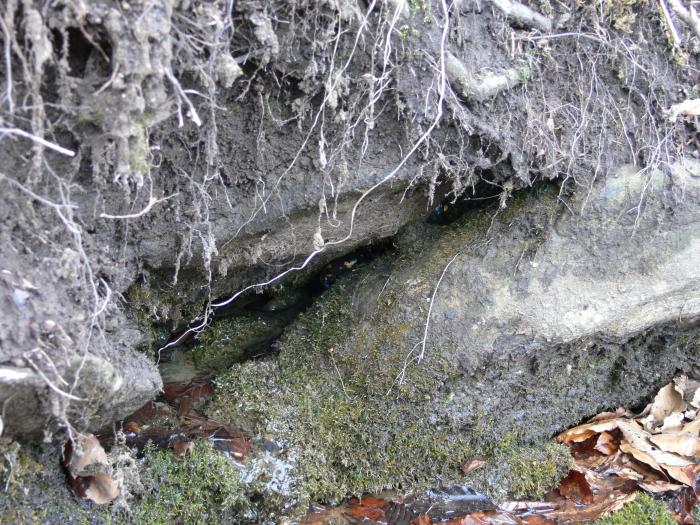 Salamandra salamandra in letargo