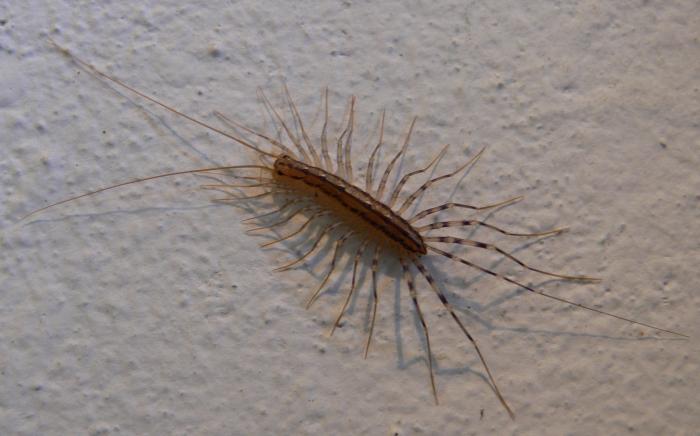 Scutigera coleoptrata