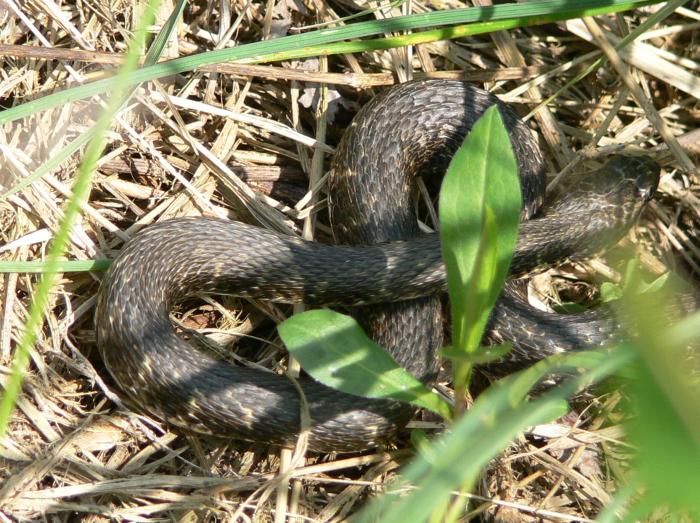 Natrix tessellata