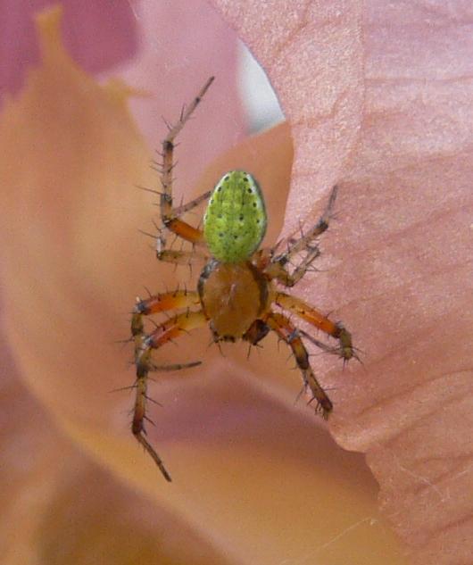 araniella opisthographa?