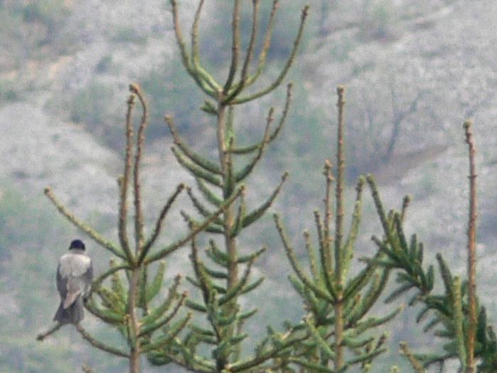 Cornacchia grigia-Corvus corone cornix