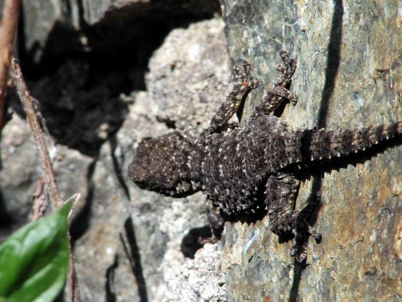 Tarentola mauritanica e Podarcis muralis