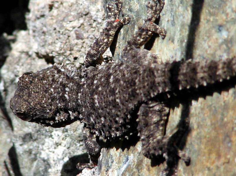 Tarentola mauritanica e Podarcis muralis