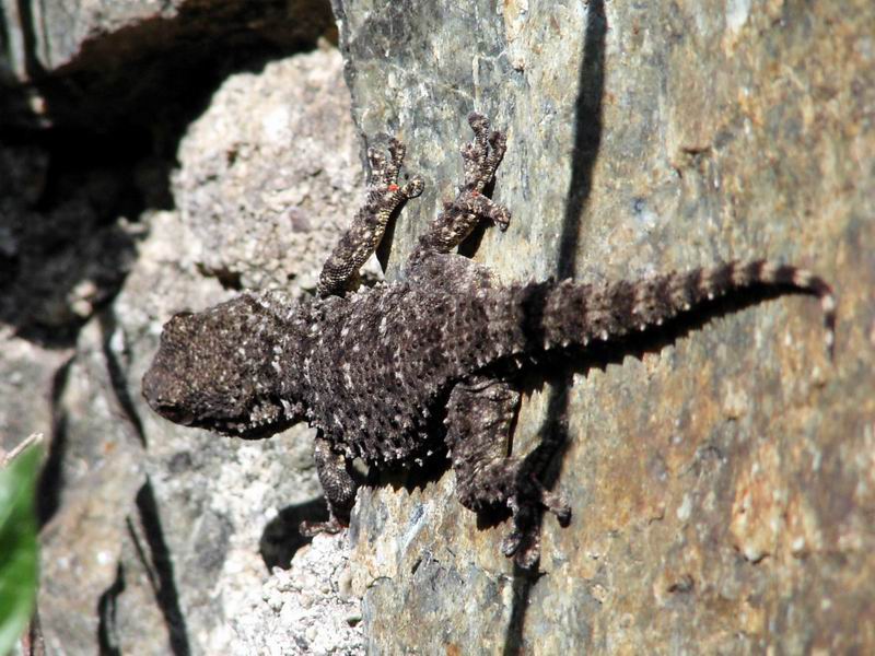 Tarentola mauritanica e Podarcis muralis