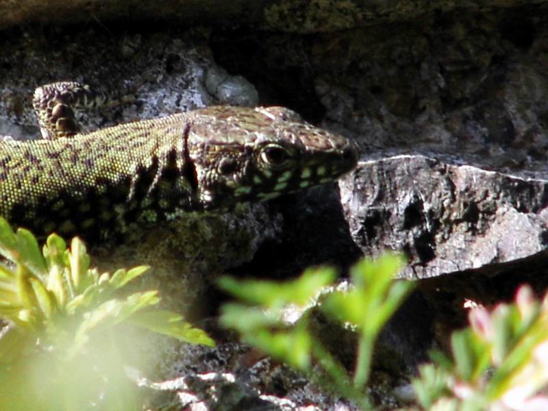 Tarentola mauritanica e Podarcis muralis