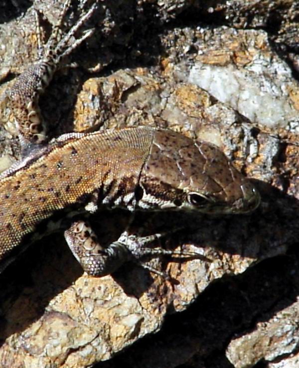 Tarentola mauritanica e Podarcis muralis