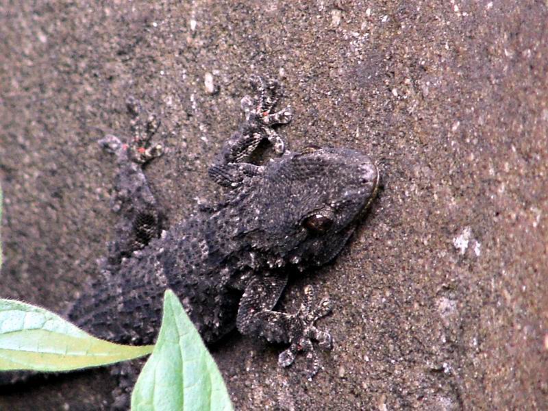 Tarentola mauritanica e Podarcis muralis