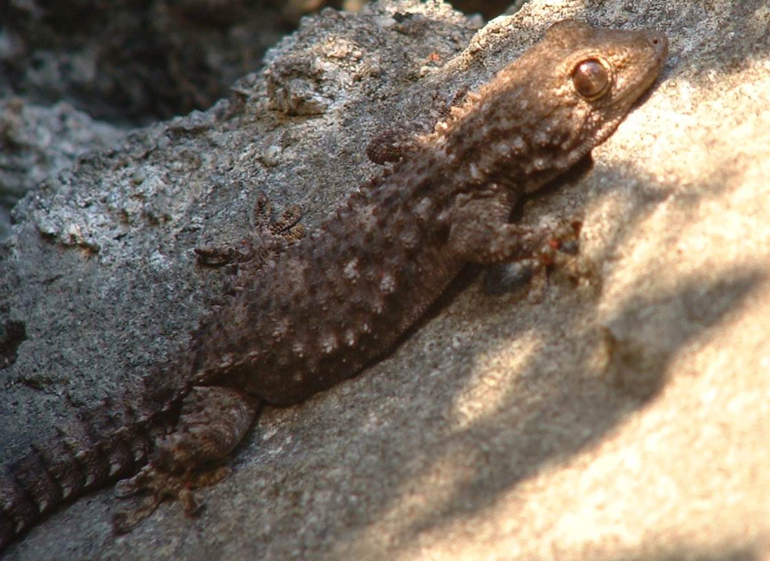 Tarentola mauritanica e Podarcis muralis