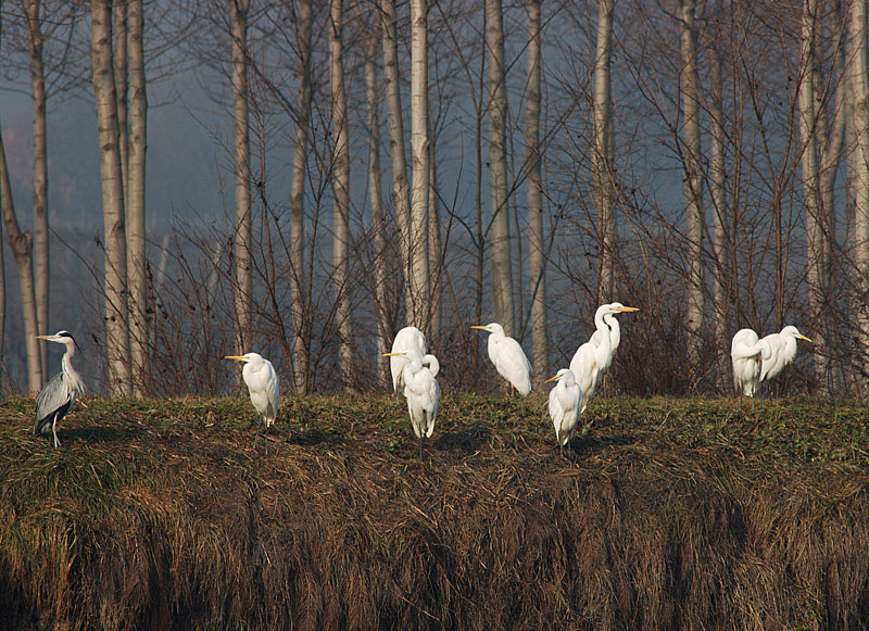 Airone bianco maggiore - Casmerodius albus