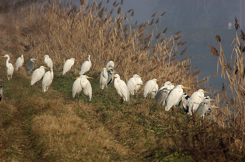 Airone bianco maggiore - Casmerodius albus