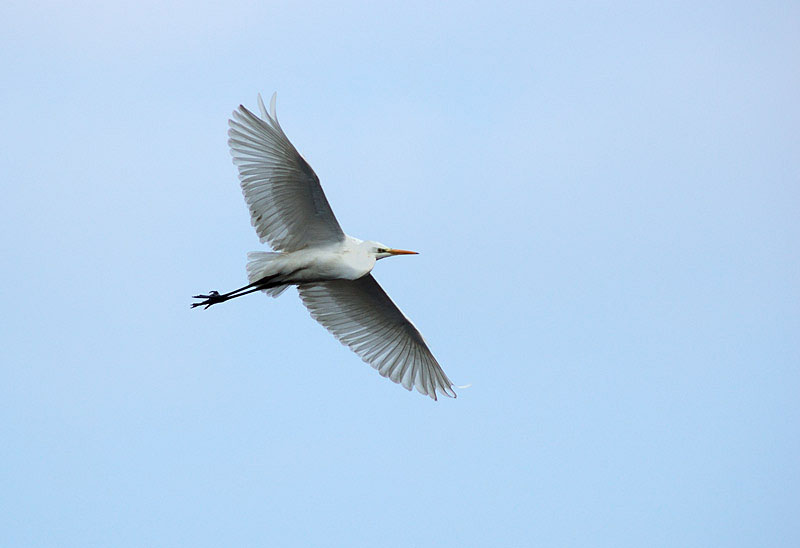 Airone bianco maggiore - Casmerodius albus