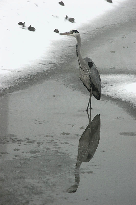 Airone cenerino - Ardea cinerea