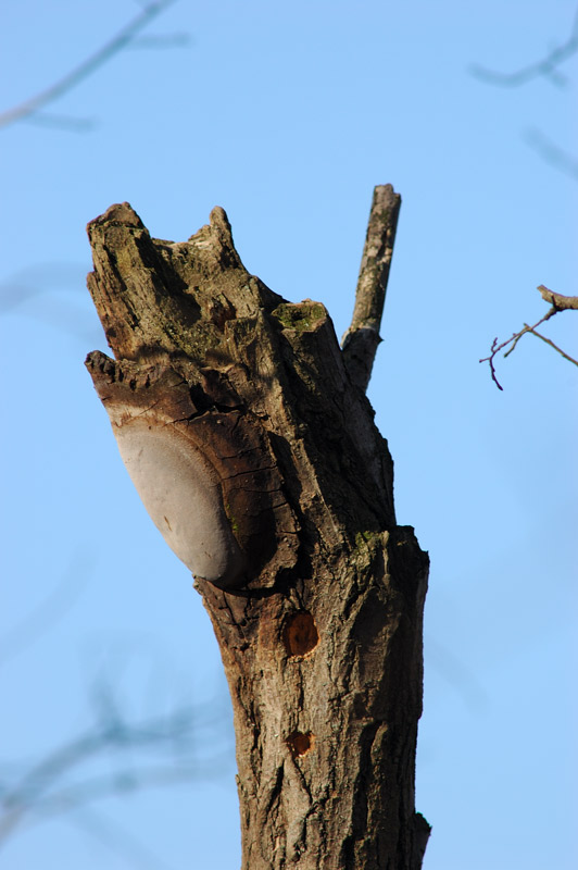 Phellinus sp.?