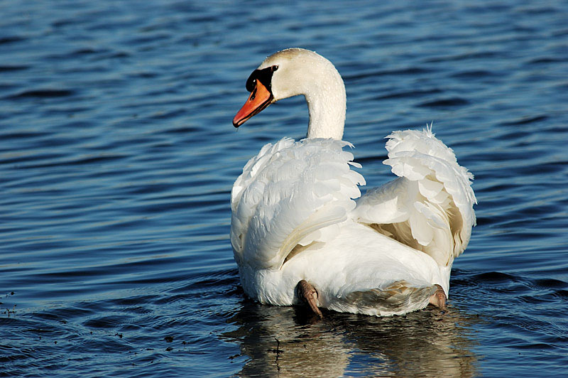 Cigno reale - Cygnus olor  &  Cigno nero - Cygnus atratus