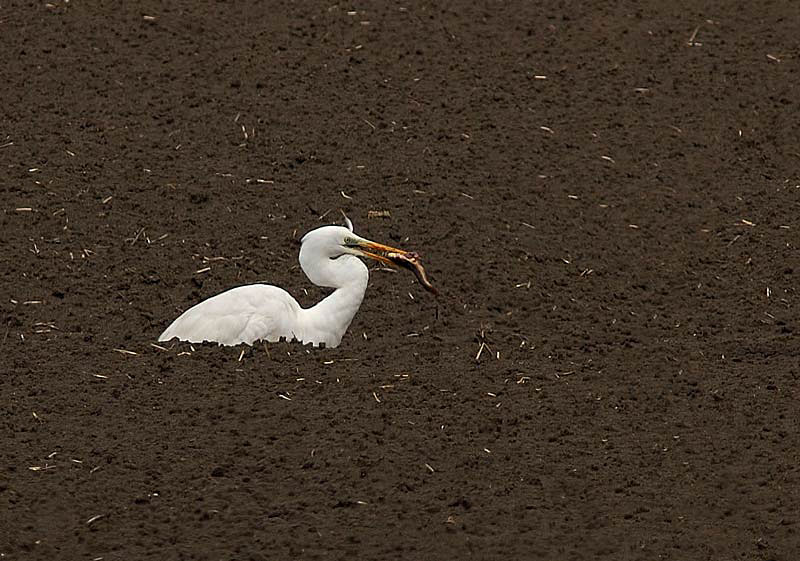 Airone bianco maggiore - Casmerodius albus