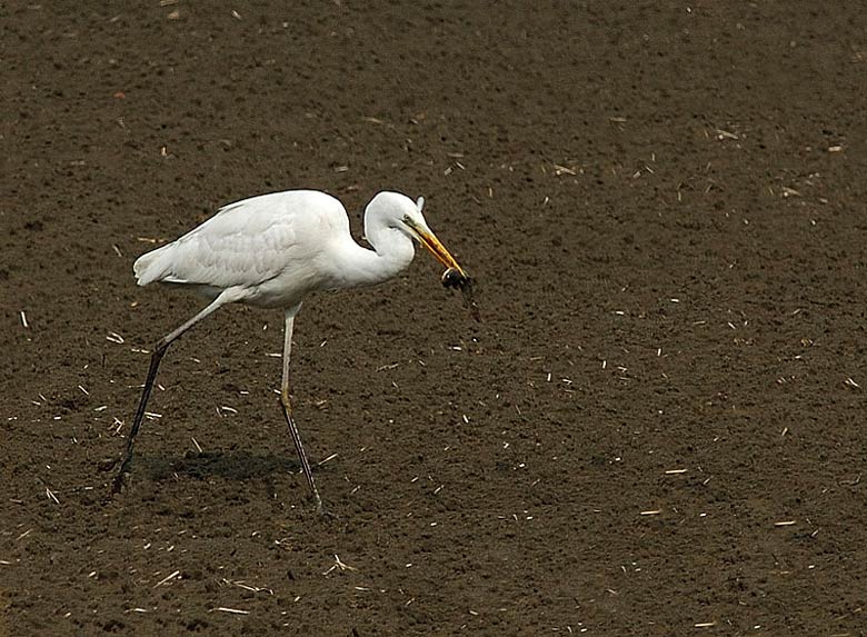 Airone bianco maggiore - Casmerodius albus