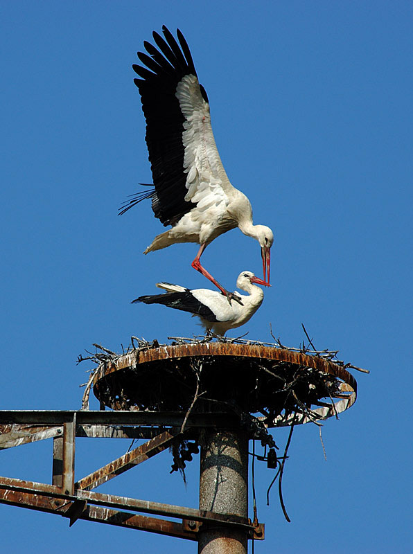 Cicogna bianca - Ciconia ciconia. Vita da ......