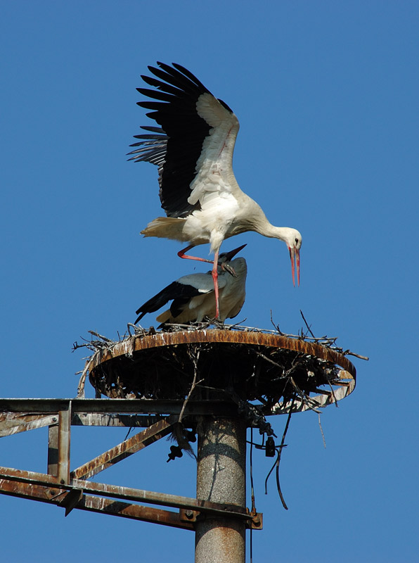 Cicogna bianca - Ciconia ciconia. Vita da ......