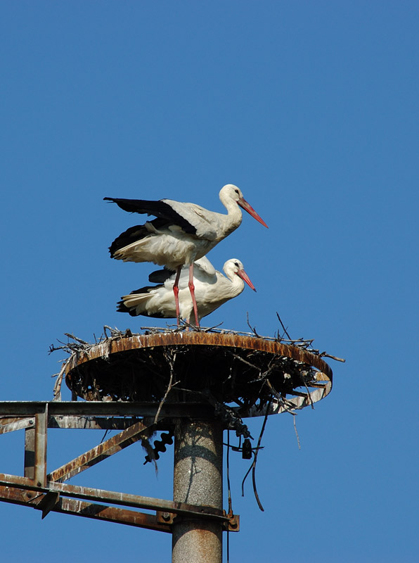 Cicogna bianca - Ciconia ciconia. Vita da ......