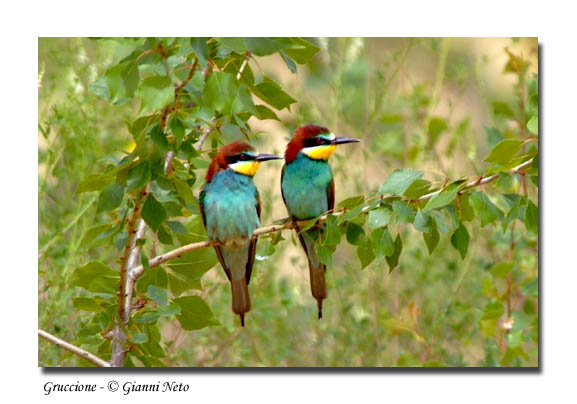 Gruccioni - Merops apiaster