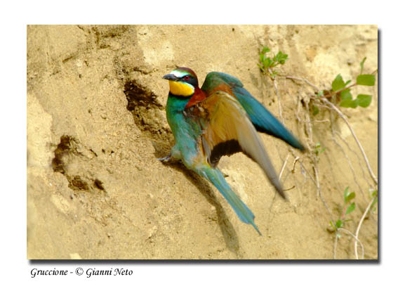 Gruccioni - Merops apiaster