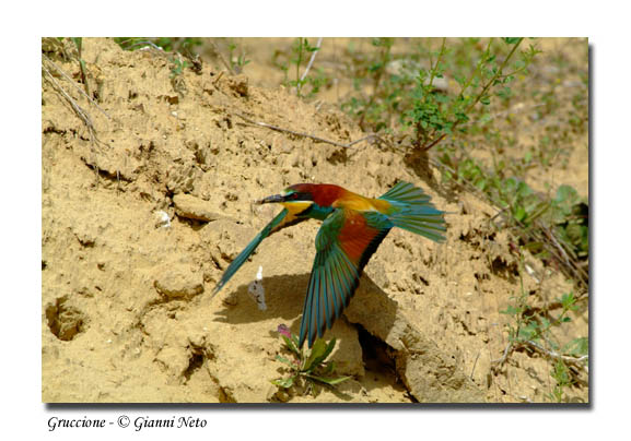 Gruccioni - Merops apiaster