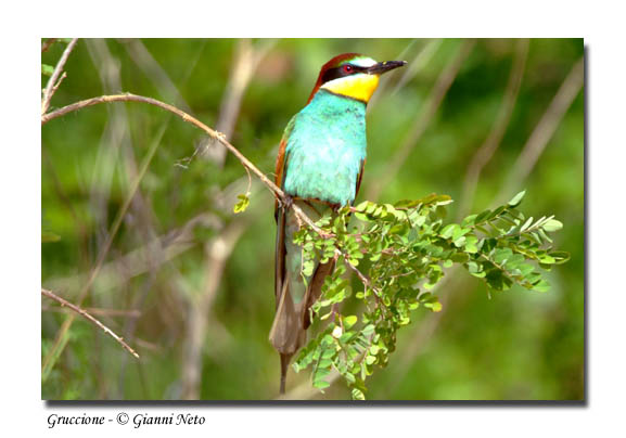 Gruccioni - Merops apiaster