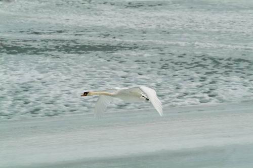 Cigno reale - Cygnus olor  &  Cigno nero - Cygnus atratus