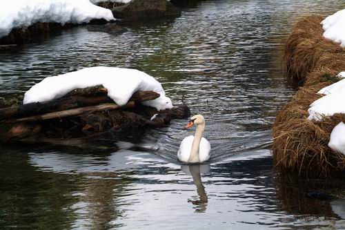 Cigno reale - Cygnus olor  &  Cigno nero - Cygnus atratus