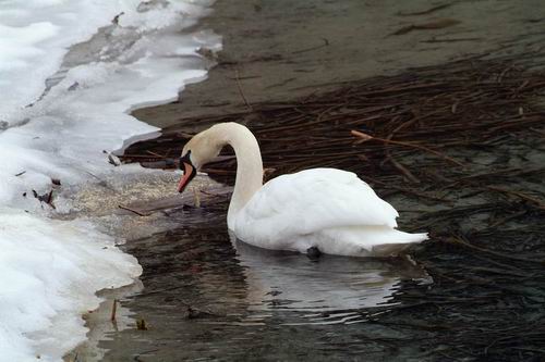 Cigno reale - Cygnus olor  &  Cigno nero - Cygnus atratus