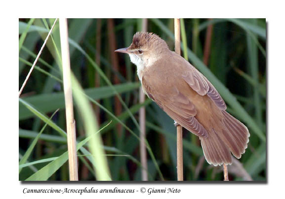 Cannareccione - Acrocephalus arundinaceus