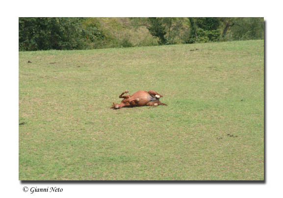 Dopo gatti e cani parliamo del Cavallo?