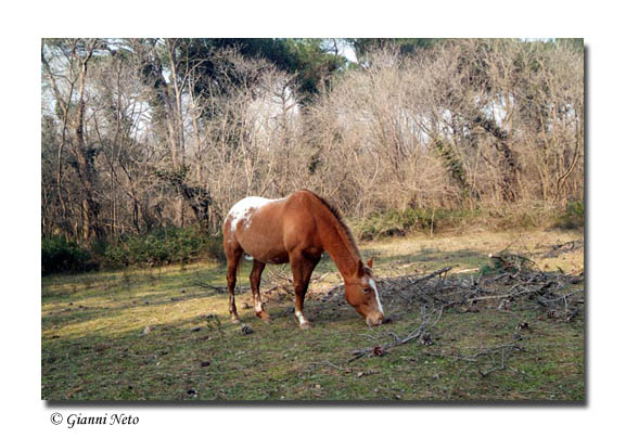 Dopo gatti e cani parliamo del Cavallo?