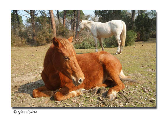 Dopo gatti e cani parliamo del Cavallo?