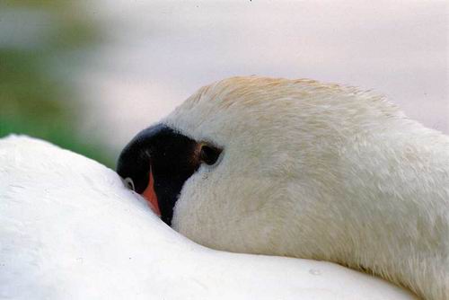 Cigno reale - Cygnus olor  &  Cigno nero - Cygnus atratus