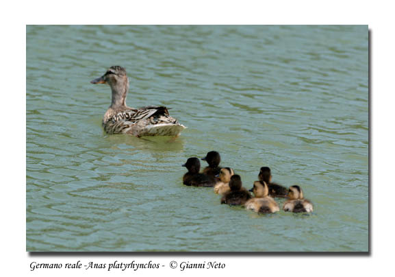 Piccoli Germani