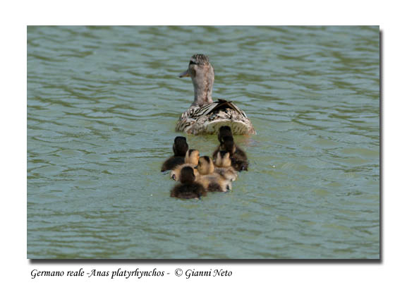 Piccoli Germani