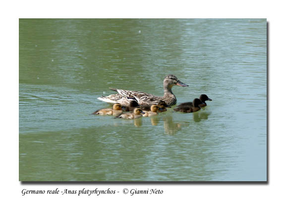 Piccoli Germani