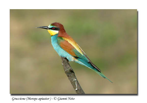 Gruccioni - Merops apiaster