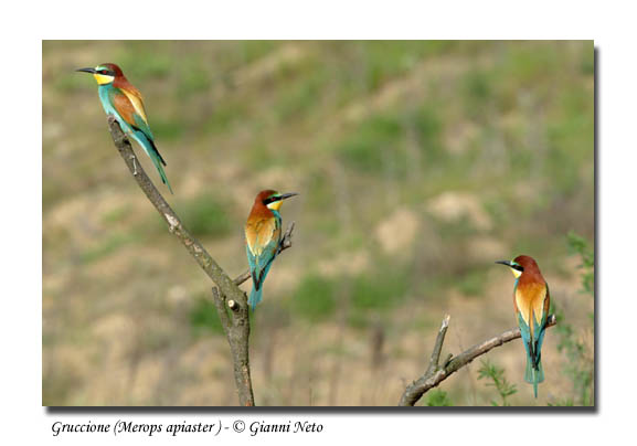 Gruccioni - Merops apiaster