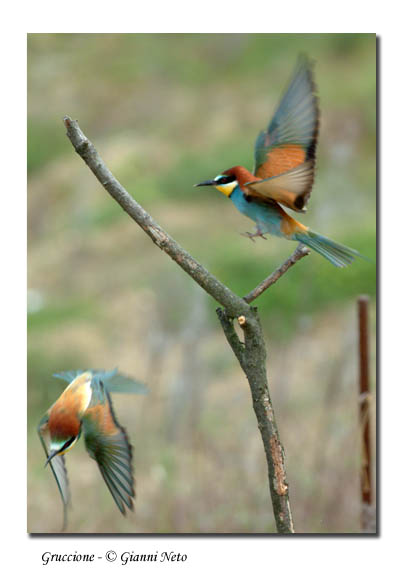 Gruccioni - Merops apiaster