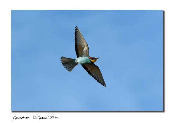 Gruccioni - Merops apiaster