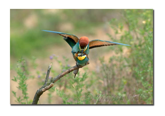 Gruccioni - Merops apiaster